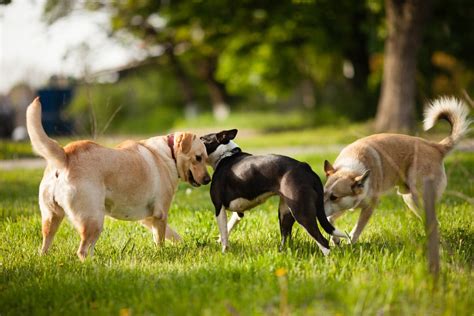 犬の赤チンは、子孫を残すための生理現象。